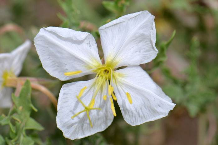 Oenothera coronopifolia, Crownleaf Evening Primrose